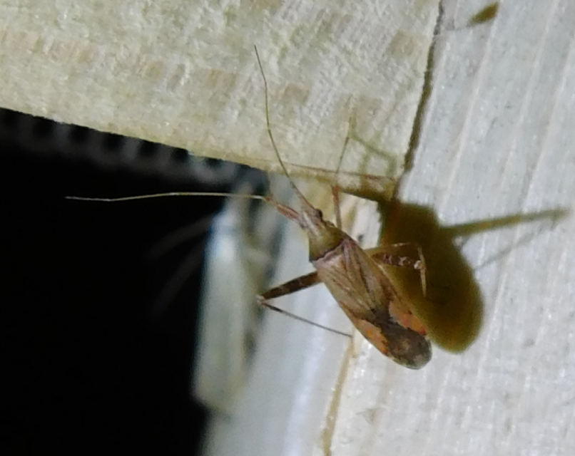 Phytocoris