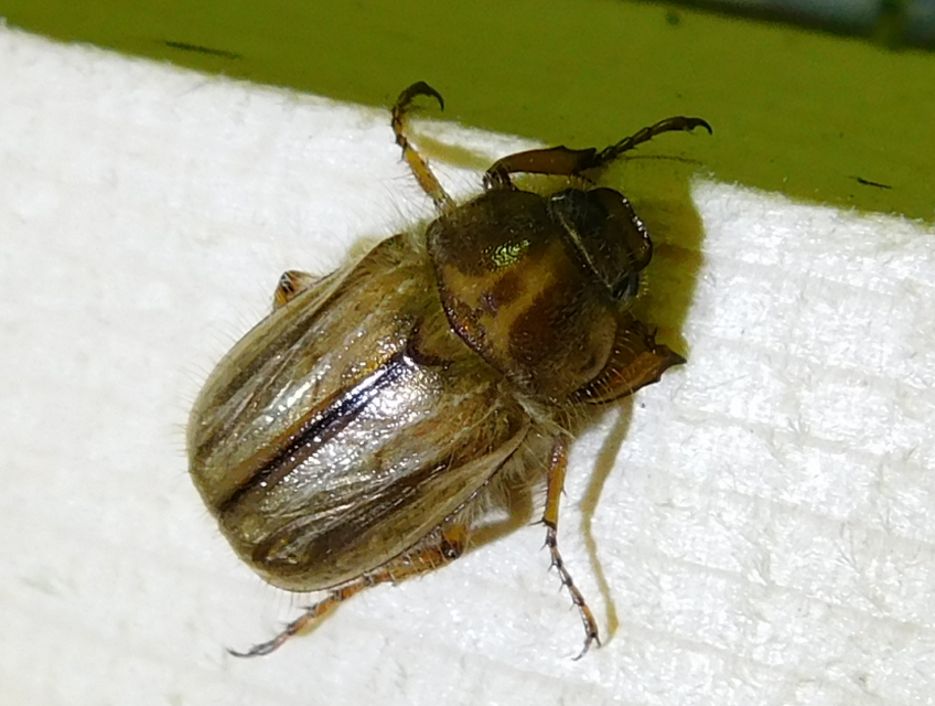 Amphimallon solstitiale - bordás sárgacserebogár