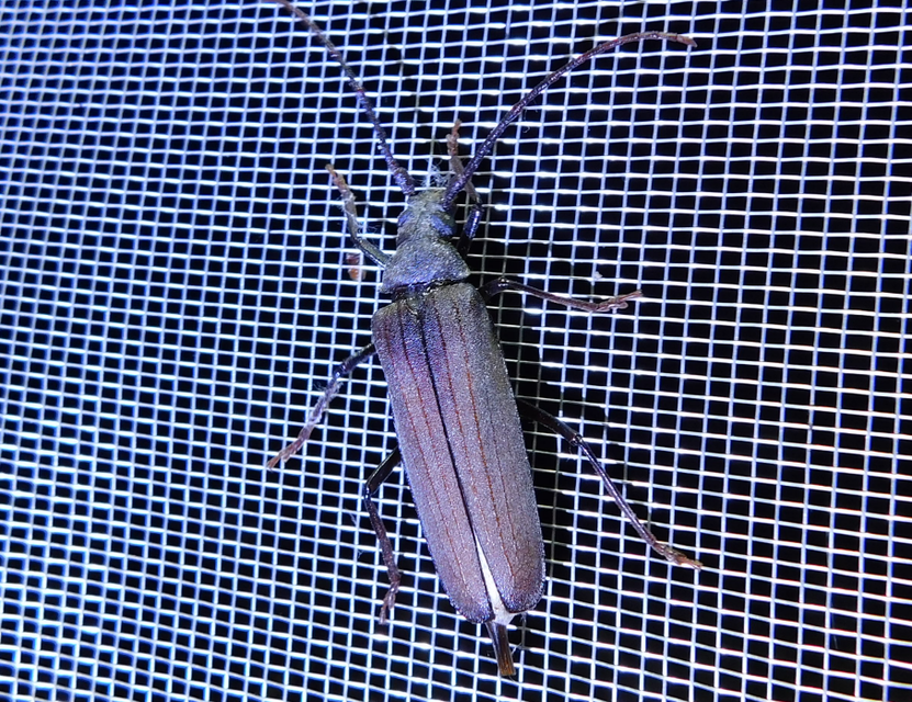 Aegosoma scabricorne - diófacincér