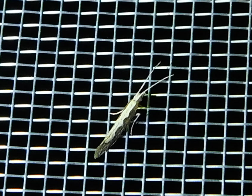 Plutella xylostella - káposztamoly