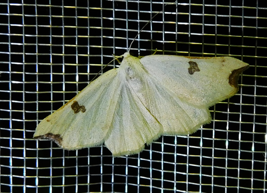 Eilicrinia cordiaria - fehér fűzfaaraszoló