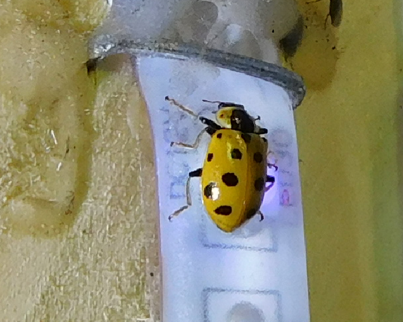 Hippodamia tredecimpunctata - mocsári katica