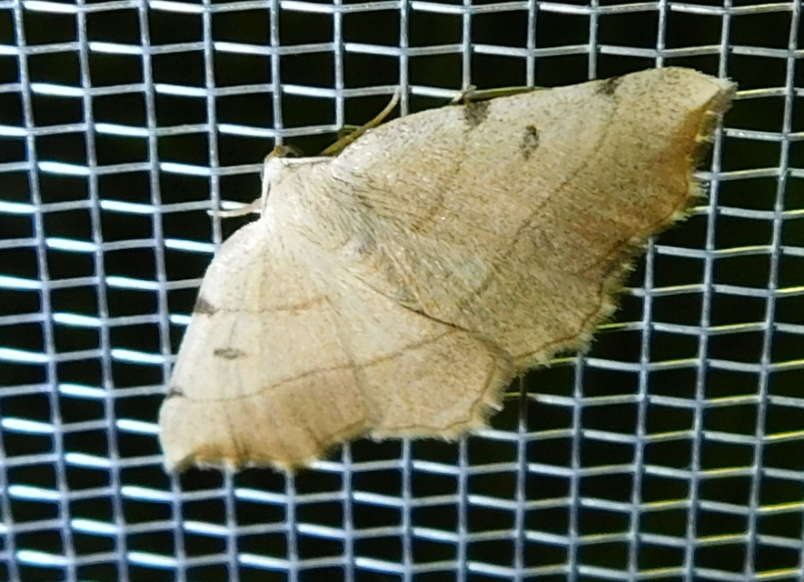 Eilicrinia trinotata - háromjegyű araszoló