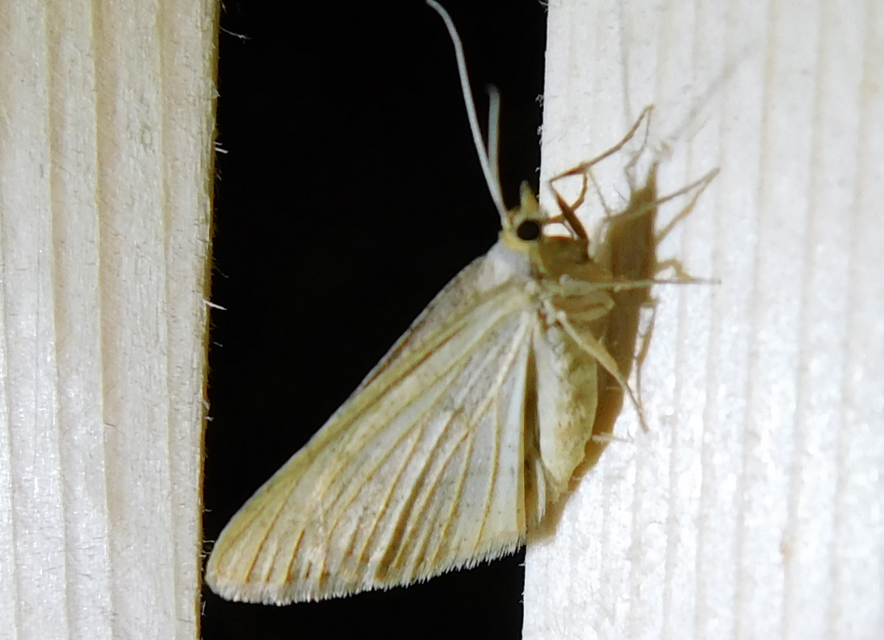 Tephrina arenacearia - lucerna-araszoló