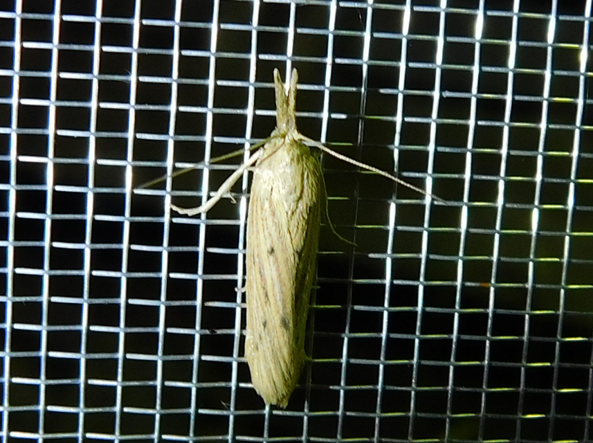 Ematheudes punctella - kúposfejű karcsúmoly