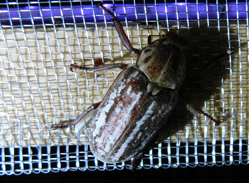 Anoxia orientalis - keleti cserebogár