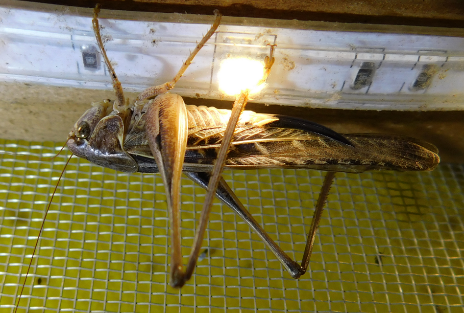 Platycleis affinis - púposhasú rétiszöcske