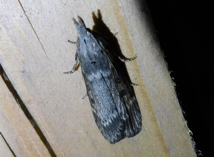 Lamoria