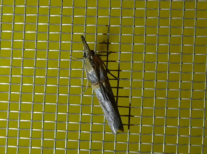 Etiella zinckenella - akácmoly
