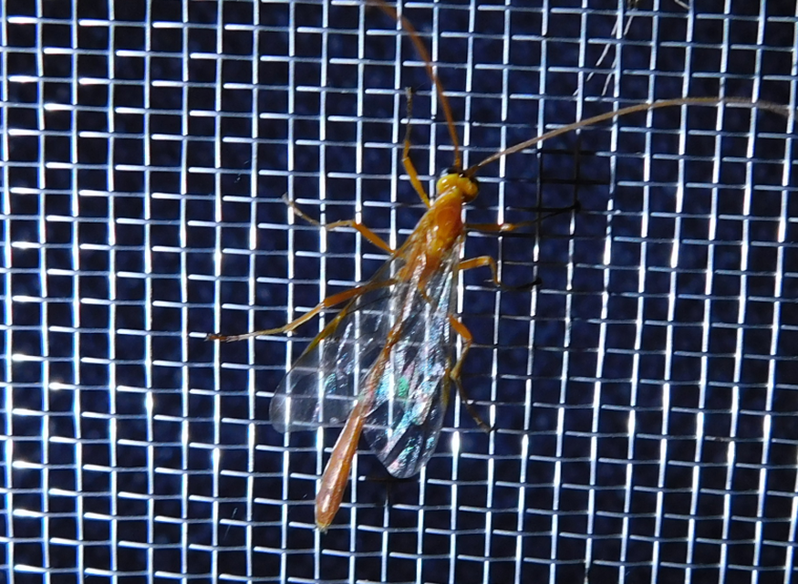 Ophion obscuratus