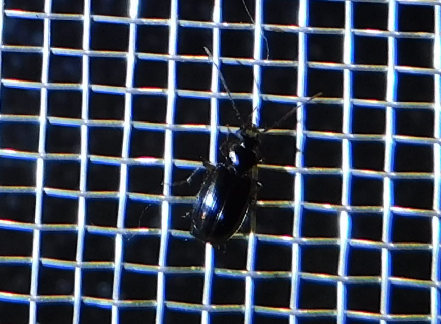Agonum