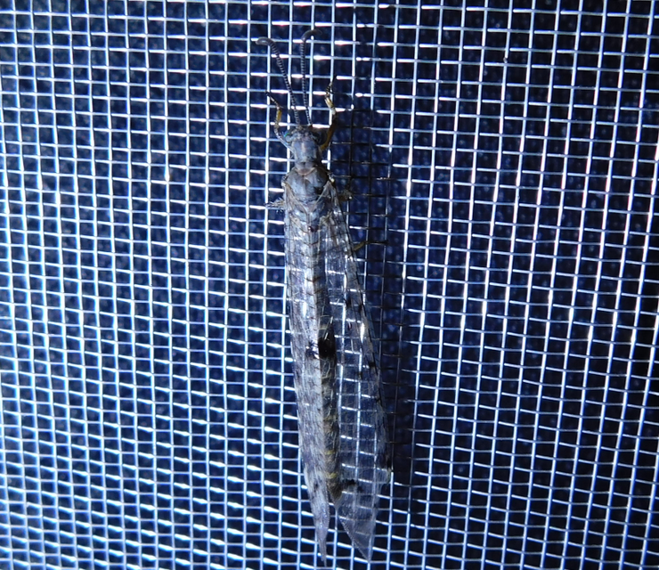 Distoleon tetragrammicus - négyfoltos hangyaleső Distoleon tetragrammicus - négyfoltos hangyaleső