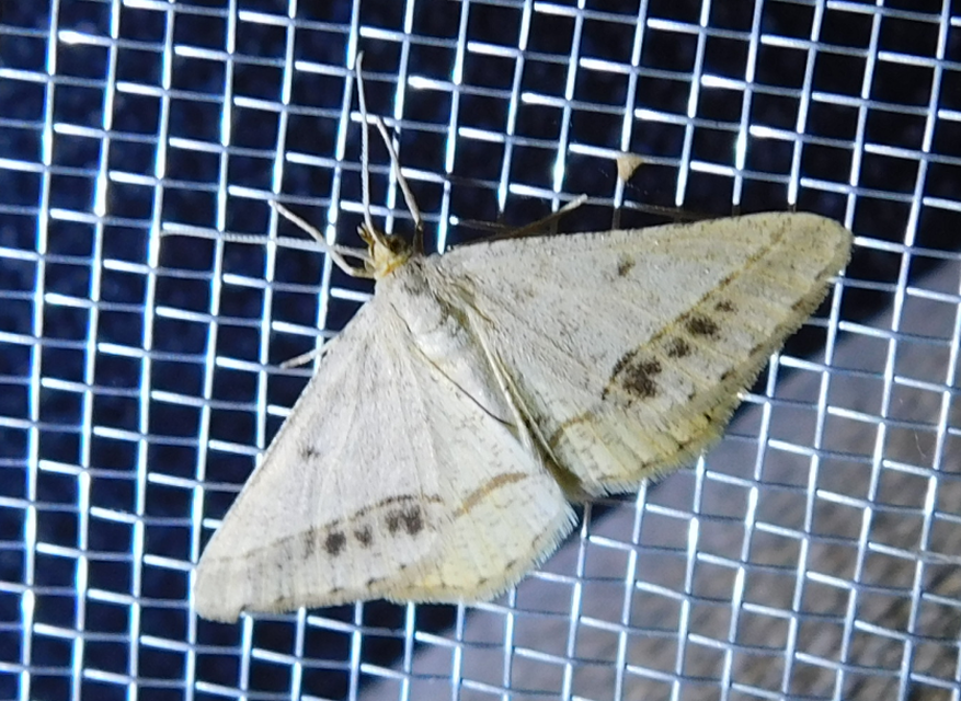 Tephrina arenacearia - lucerna-araszoló