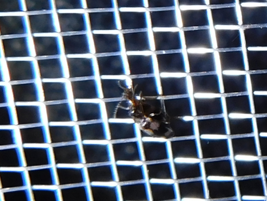 Notoxus trifasciatus - szalagos nyakszarvúbogár