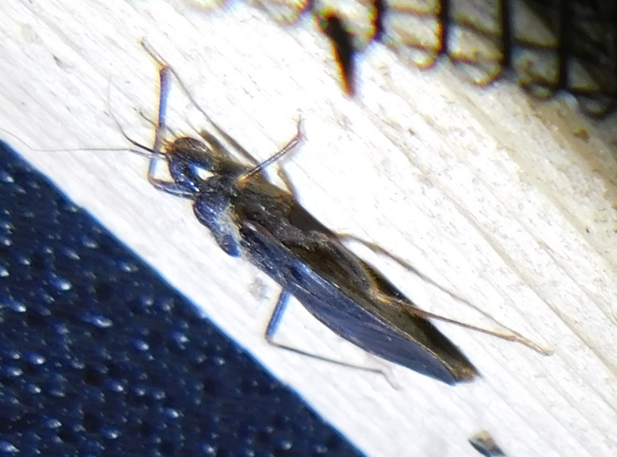 Reduvius personatus - szemetes zugpoloska