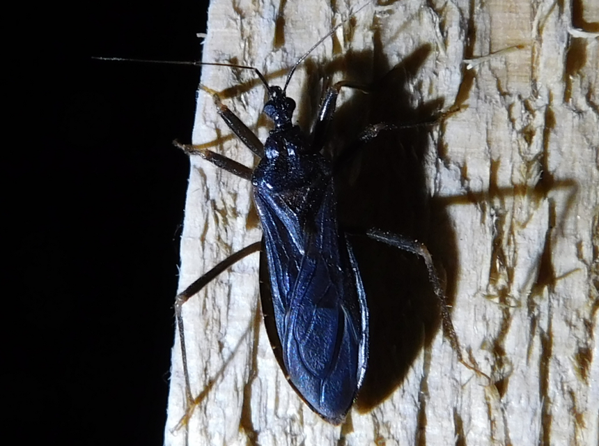 Reduvius personatus - szemetes zugpoloska