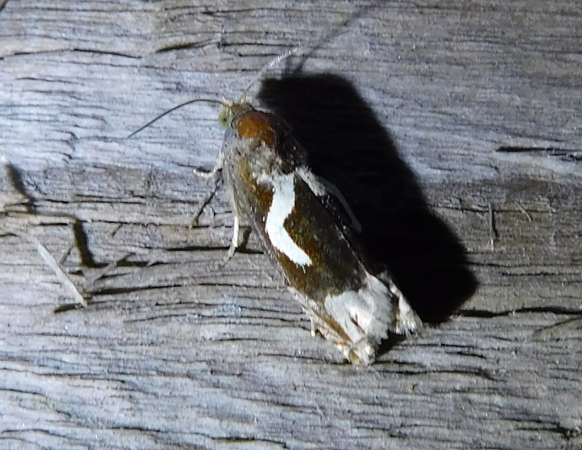 Epiblema foenella - kampósfoltú tükrösmoly