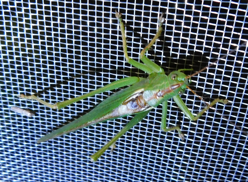 Tettigonia viridissima - zöld lombszöcske