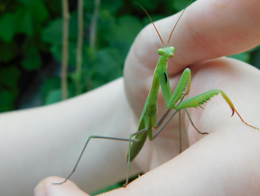 Mantis religiosa - imádkozósáska