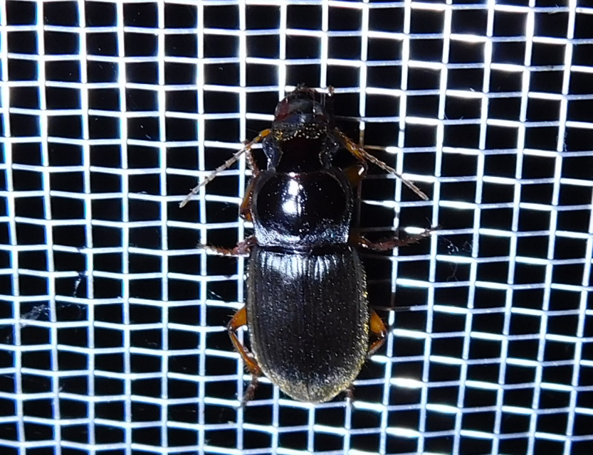 Harpalus griseus - kis selymesfutó