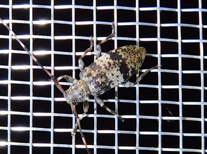 Leiopus nebulosus - öves gesztcincér