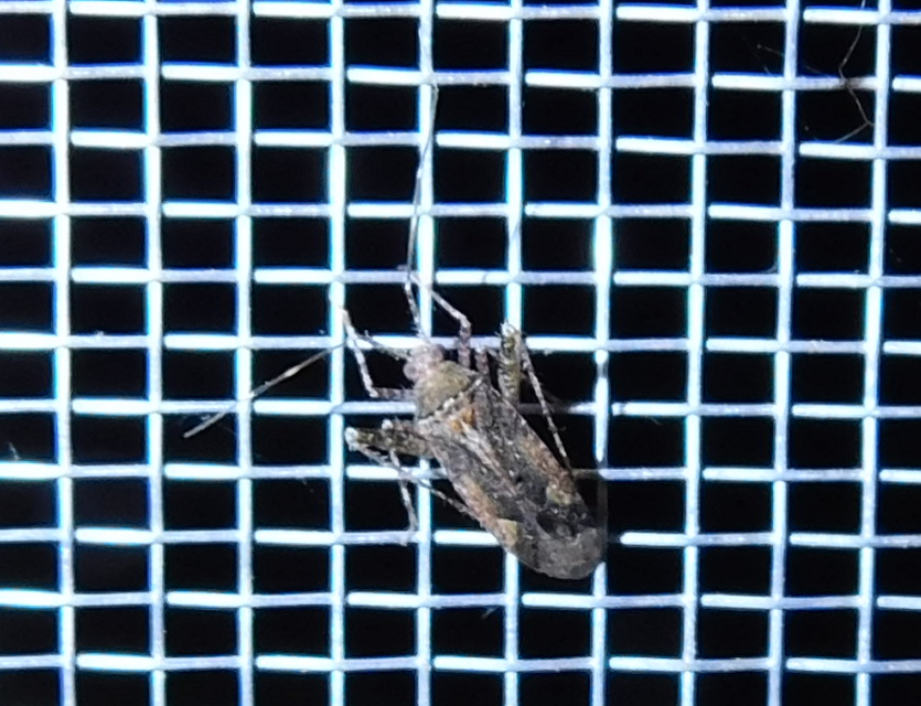 Phytocoris