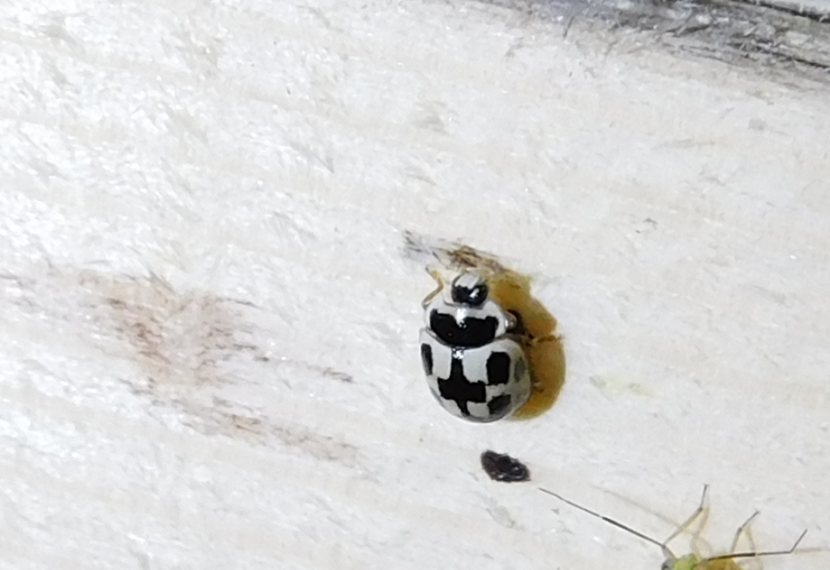 Propylea quatuordecimpunctata - tizennégypettyes füsskata