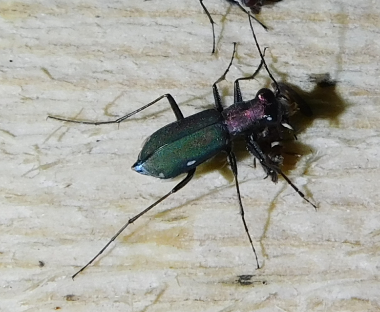 Cylindera germanica - parlagi homokfutrinka
