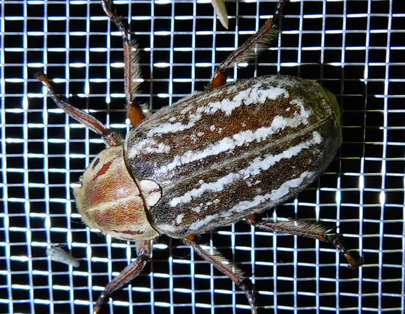 Anoxia orientalis - keleti cserebogár