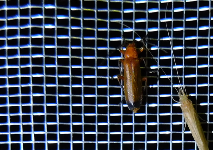 Rhagonycha fulva - feketevégű lágybogár