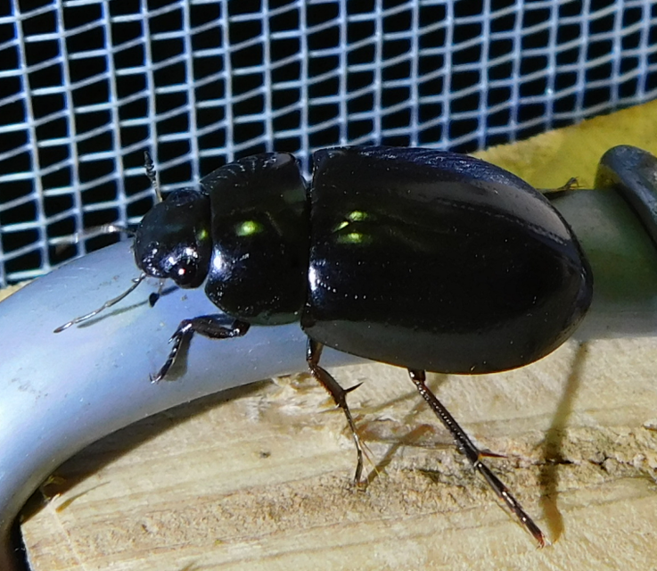 Hydrochara caraboides - kis csibor