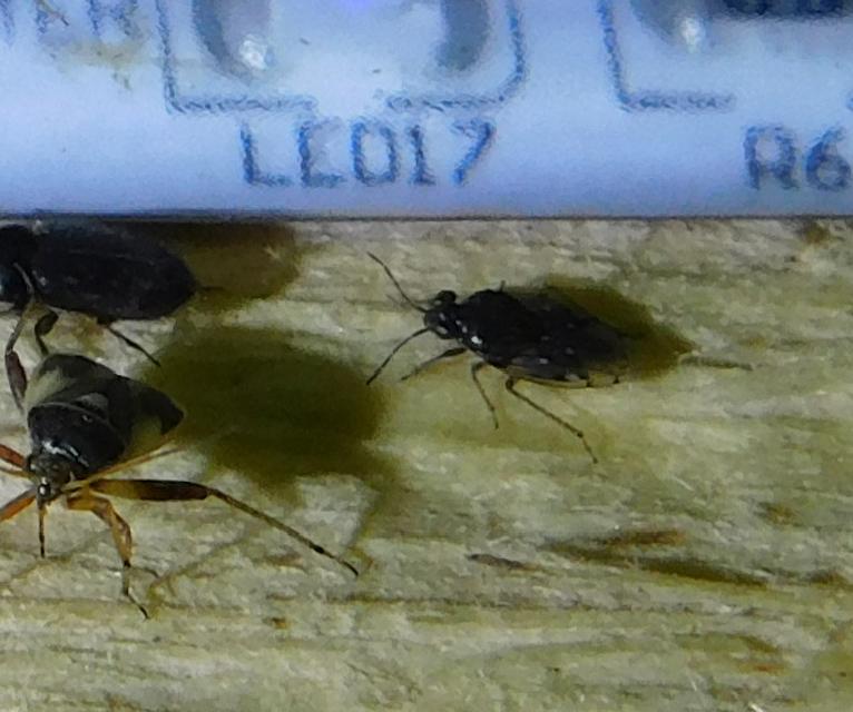 Saldidae - partipoloskák