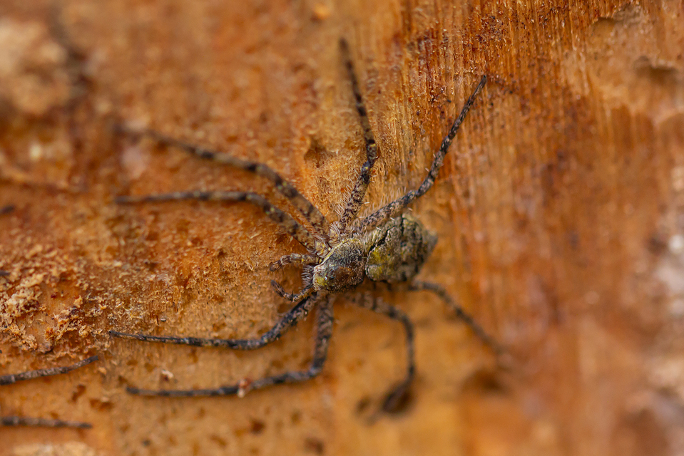 Philodromus margaritatus - bükkfa-fürgekarolópók