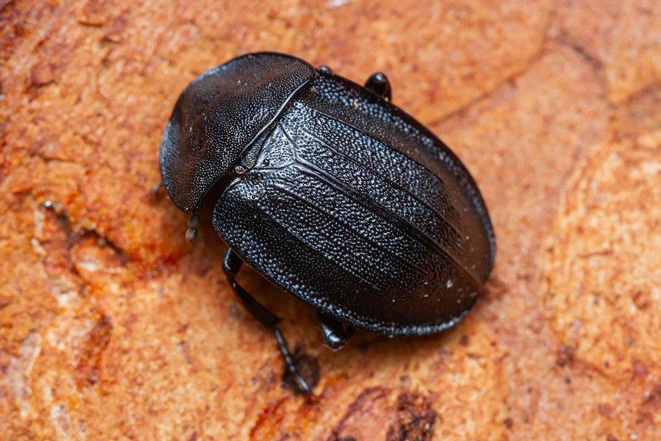 Phosphuga atrata - bordás csigarabló