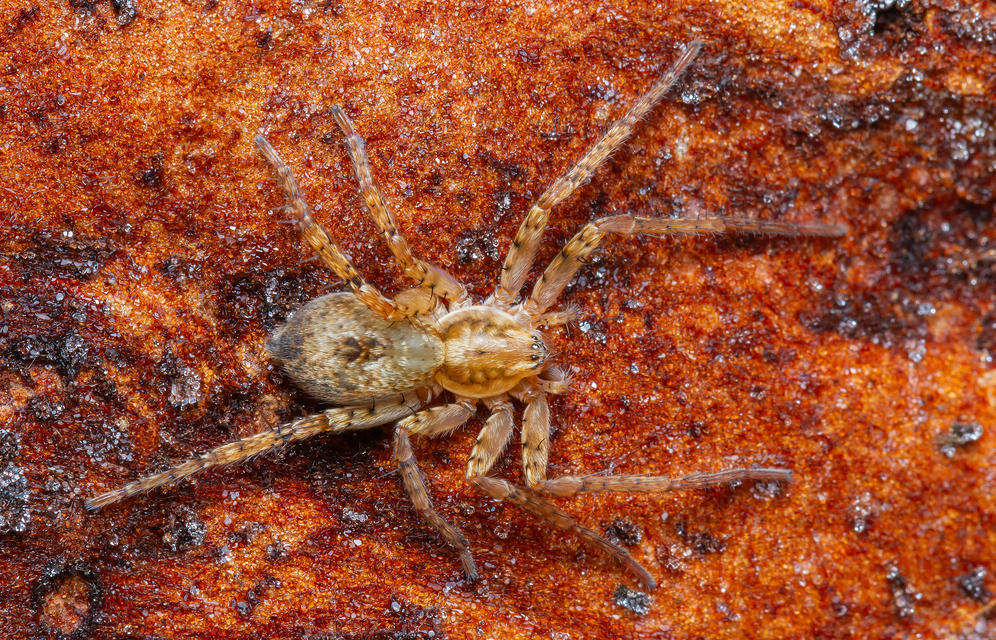 Anyphaena accentuata - jegyespók