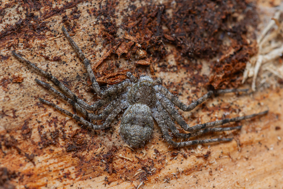 Philodromus margaritatus - bükkfa-fürgekarolópók
