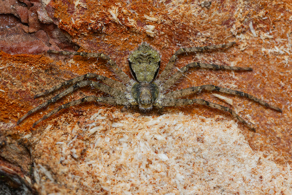 Philodromus margaritatus - bükkfa-fürgekarolópók