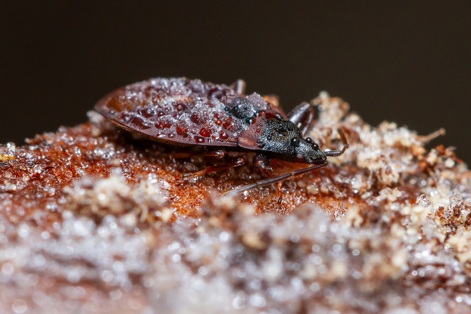 Gastrodes grossipes - lapos bodobács