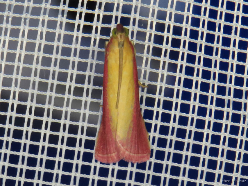 Oncocera semirubella - lucernamoly