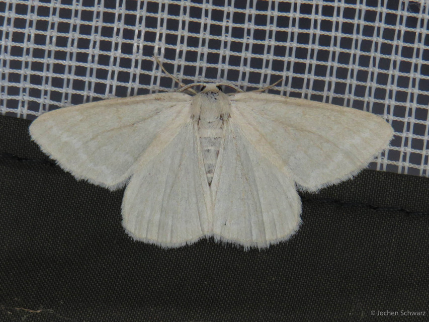 Pseudoterpna pruinata - hamvas zöldaraszoló