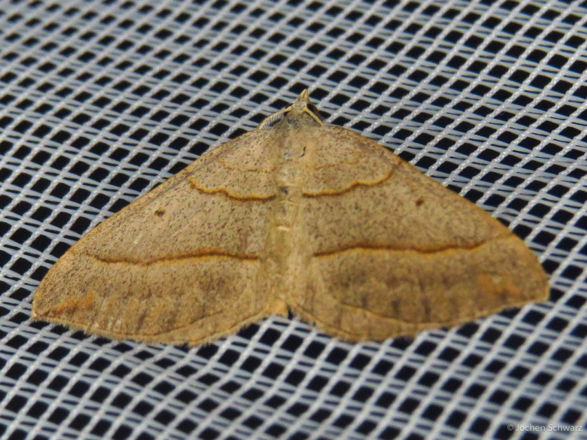 Scotopteryx luridata - háromcsíkos araszoló