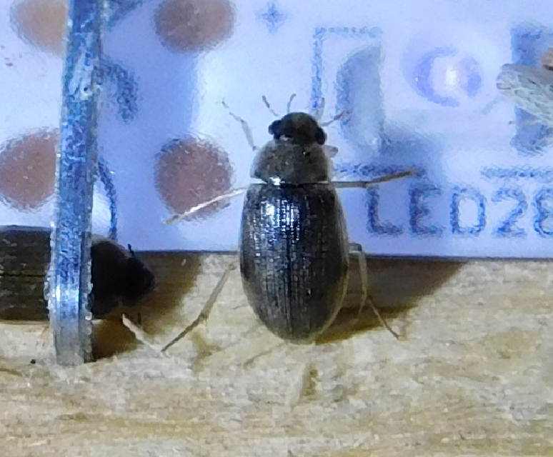 Berosus Berosus