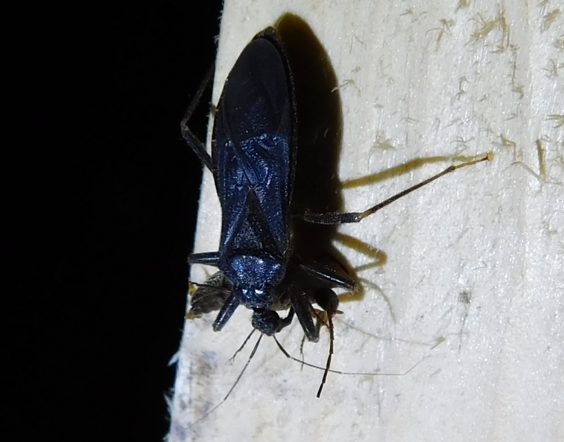 Reduvius personatus - szemetes zugpoloska