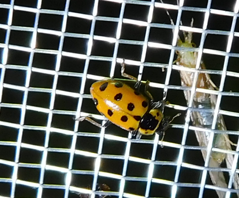 Hippodamia tredecimpunctata - mocsári katica