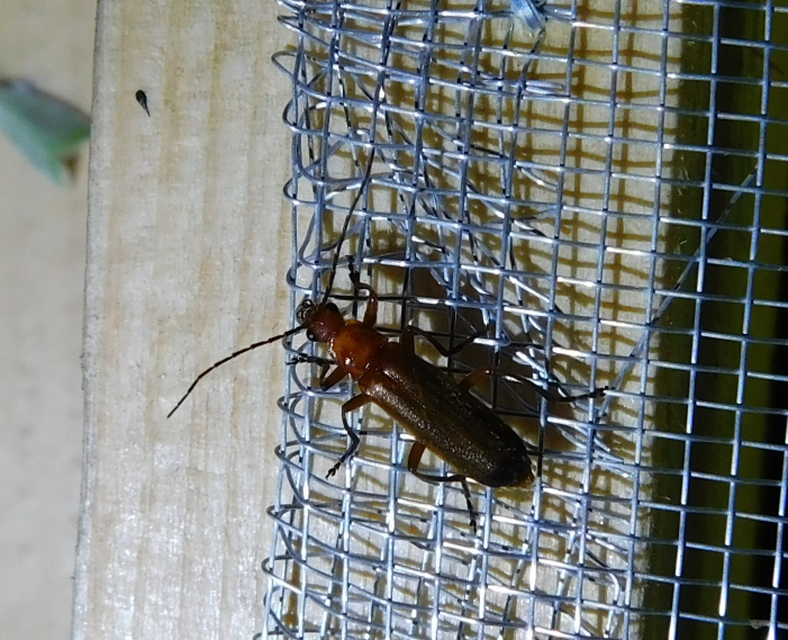 Rhagonycha fulva - feketevégű lágybogár