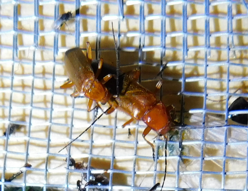 Rhagonycha fulva - feketevégű lágybogár