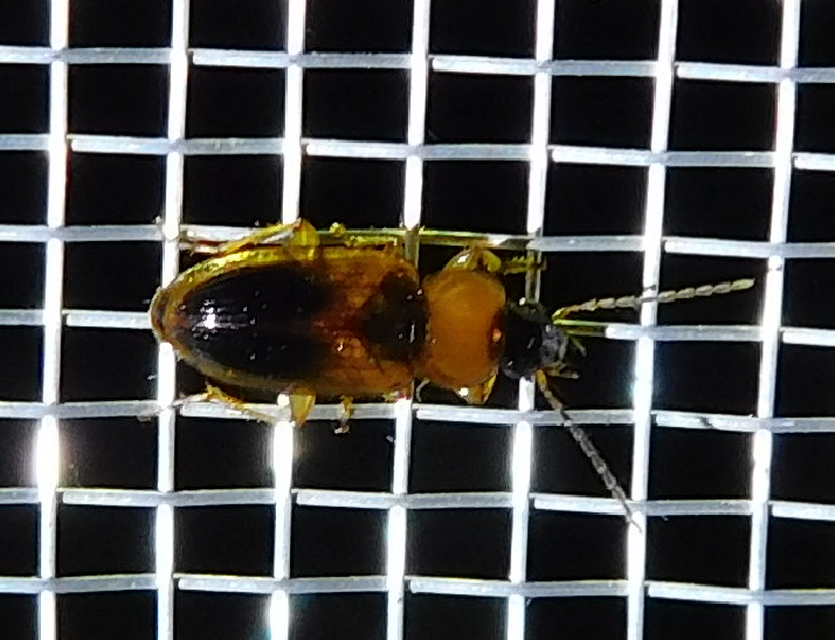 Stenolophus teutonus - nagyfoltos turzásfutó