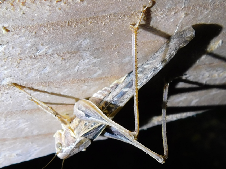 Platycleis
