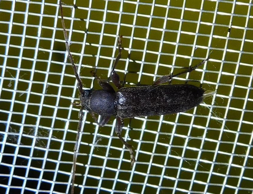 Trichoferus campestris - szállóvendég éjicincér