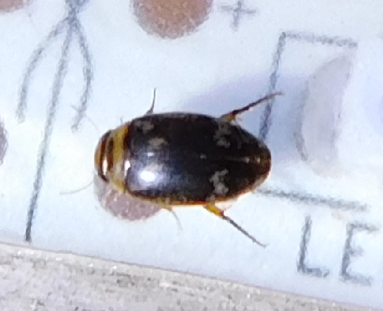 Laccophilus poecilus - tarka bukóbogár